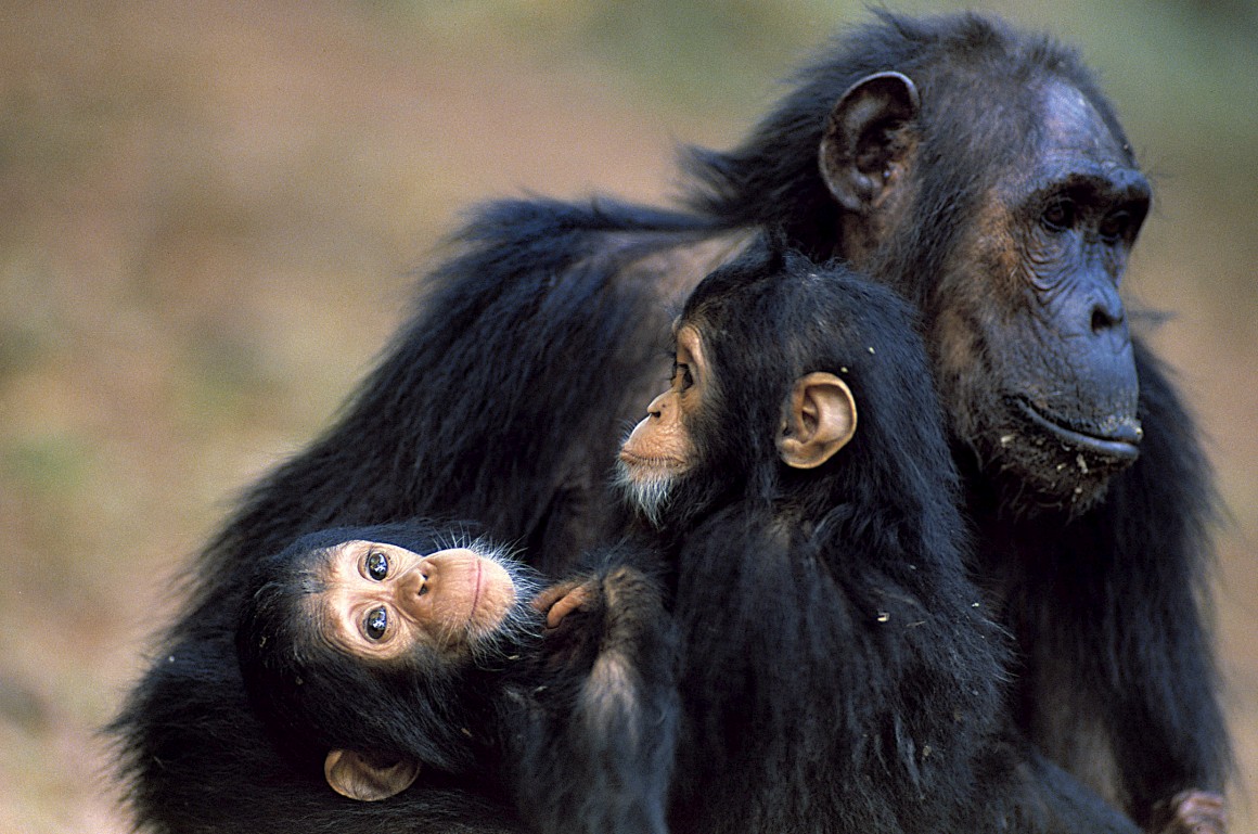 http://www.publico.pt/ciencia/noticia/tommy-kiko-hercules-e-leo-considerados-chimpanzes-e-nao-pessoas-1616049